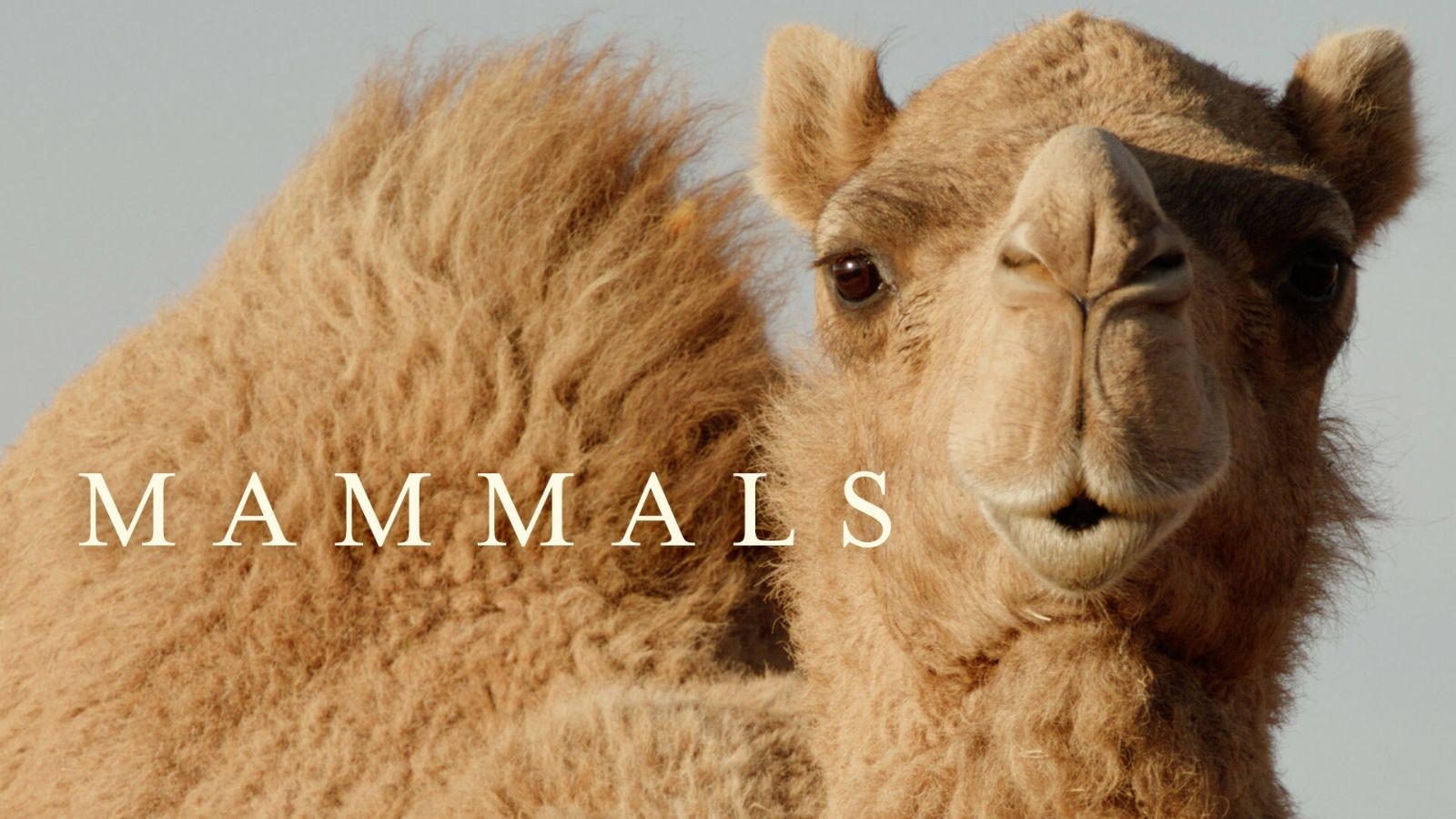 Mammals